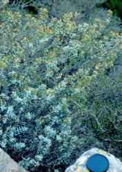 Veronica pimeleoides subsp. faucicola. Habit. Near Lake Dunstan, Otago.
 Image: M.J. Bayly © Te Papa CC-BY-NC 3.0 NZ